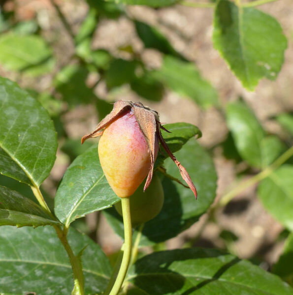Rosa corymbifera Borkh. 'Laxa'