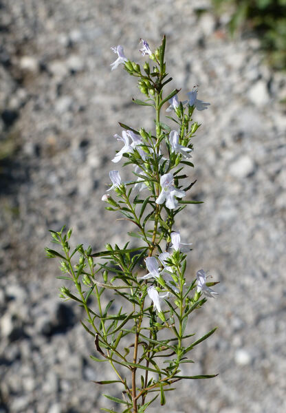 Satureja montana L. subsp. variegata (Host) P.W.Ball