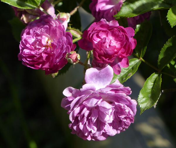 Rosa 'Taunusblümchen'