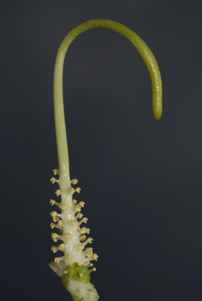 Arisarum vulgare O.Targ.Tozz. subsp. vulgare