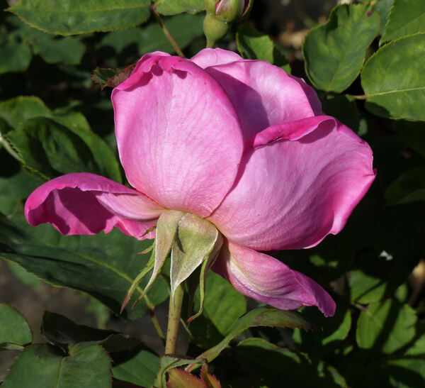 Rosa 'Pink Pearl'