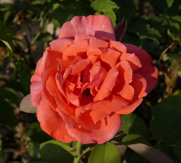 Rosa 'Merveilleuse'