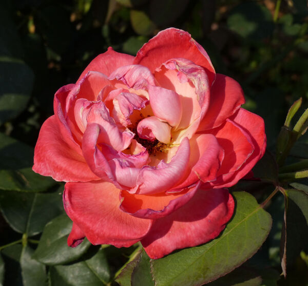 Rosa 'Apogée ®'