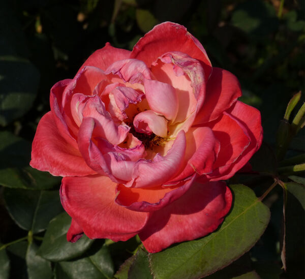 Rosa 'Apogée ®'