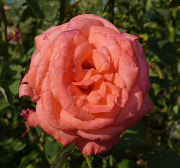 Rosa 'Romantica '76'