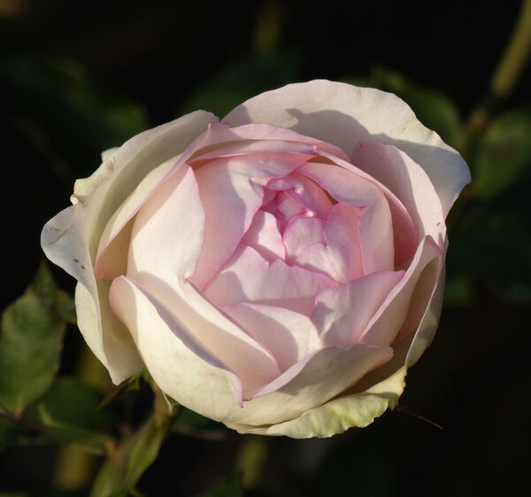 Rosa 'Biedermeier Garden ®'