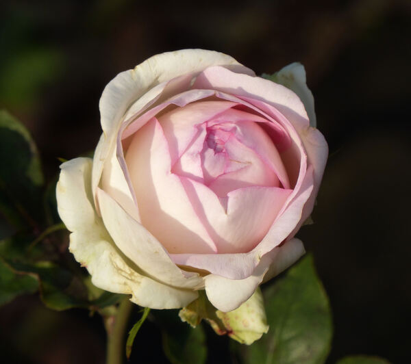 Rosa 'Biedermeier Garden ®'