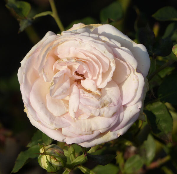 Rosa 'Biedermeier Garden ®'