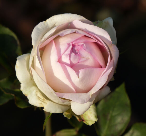 Rosa 'Biedermeier Garden ®'