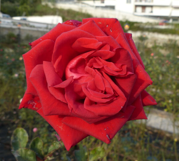 Rosa 'Valentino ®'