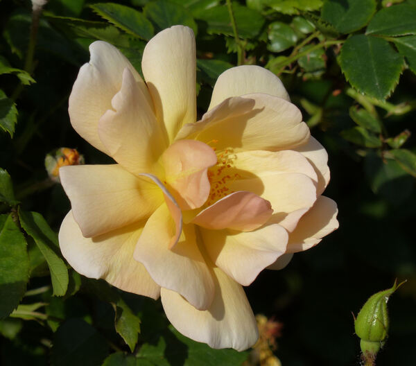 Rosa 'Amber Sun ®'