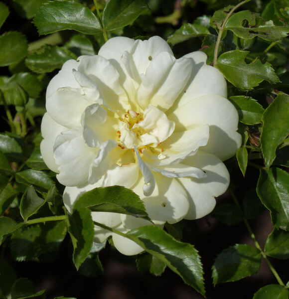 Rosa 'Sunny Rose ™'