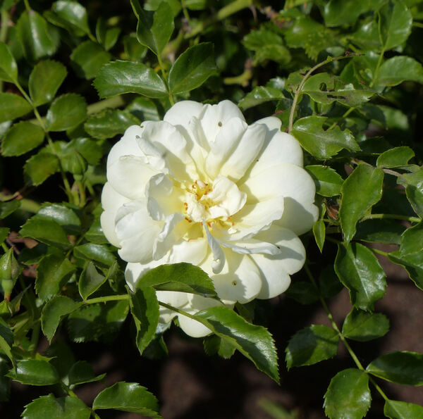 Rosa 'Sunny Rose ™'