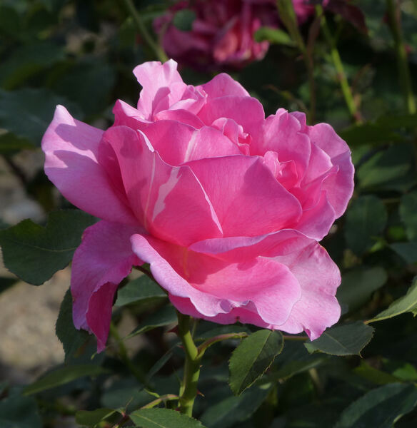 Rosa 'Primarosa'