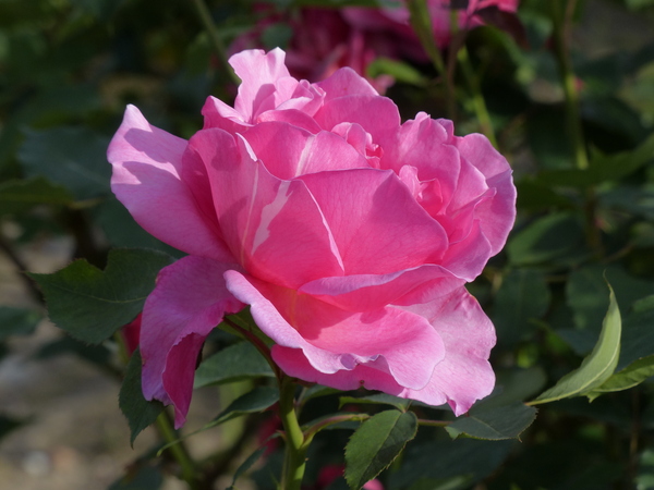 Rosa 'Primarosa'