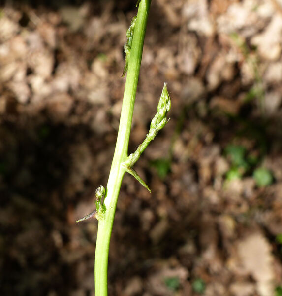 Asparagus acutifolius L.