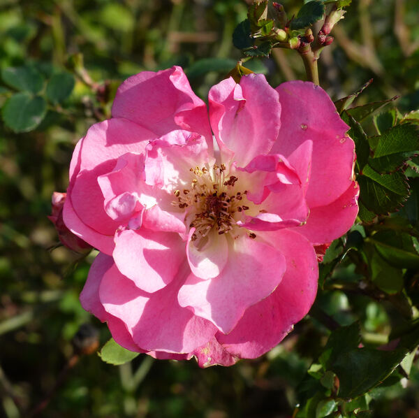 Rosa 'Pink Emely ®'