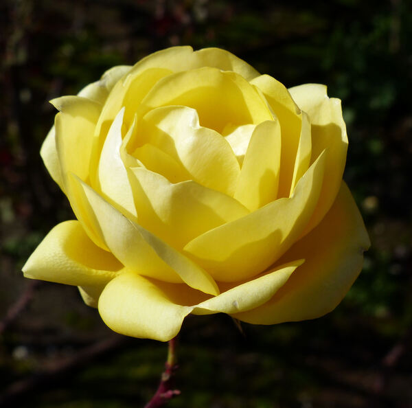 Rosa 'Emil Nolde'