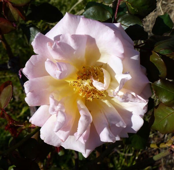 Rosa 'Astrée'
