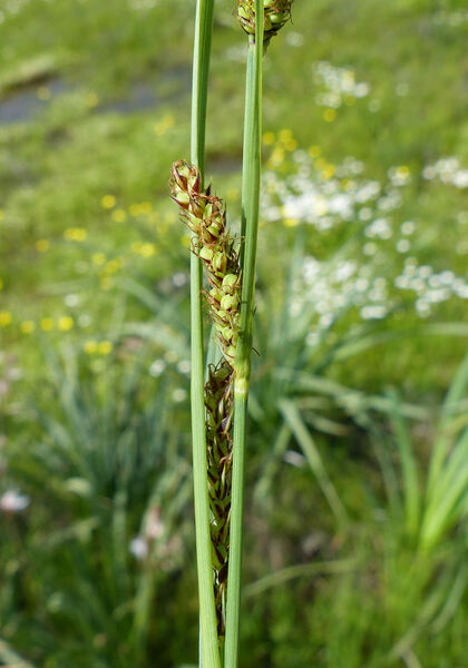 Carex flacca Schreb. subsp. erythrostachys (Hoppe) Holub