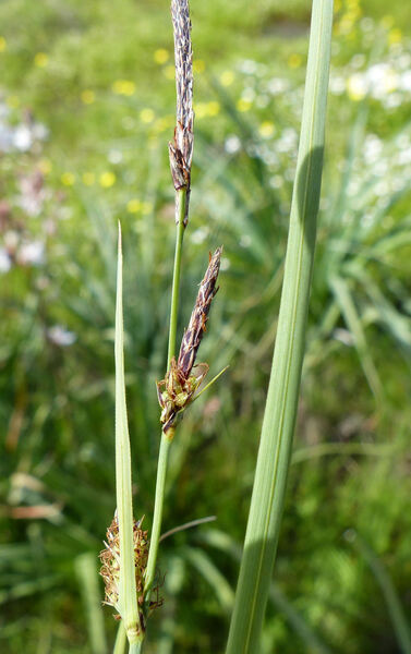 Carex flacca Schreb. subsp. erythrostachys (Hoppe) Holub