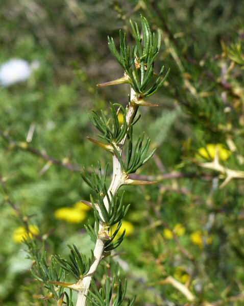 Asparagus albus L.