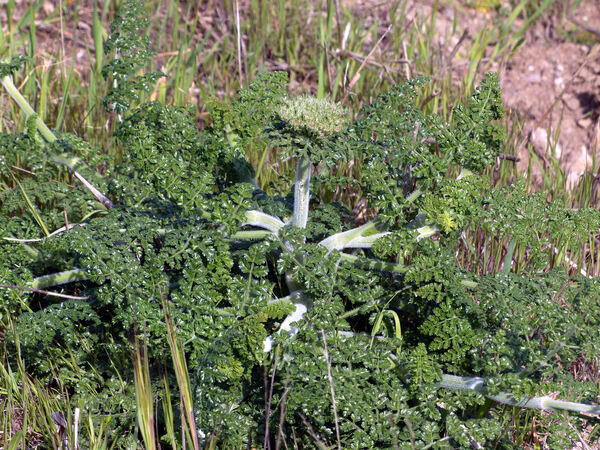 Daucus carota L. subsp. hispanicus (Gouan) Thell.