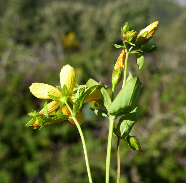 Hypericum perfoliatum L.
