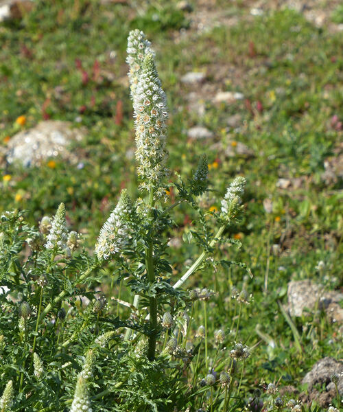 Reseda alba L. subsp. alba