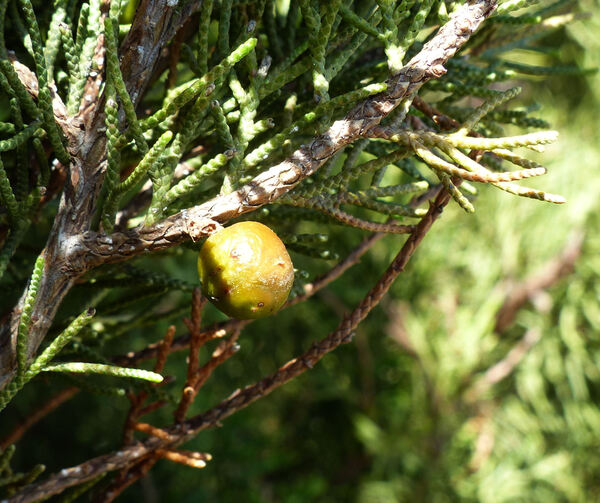 Juniperus turbinata Guss.