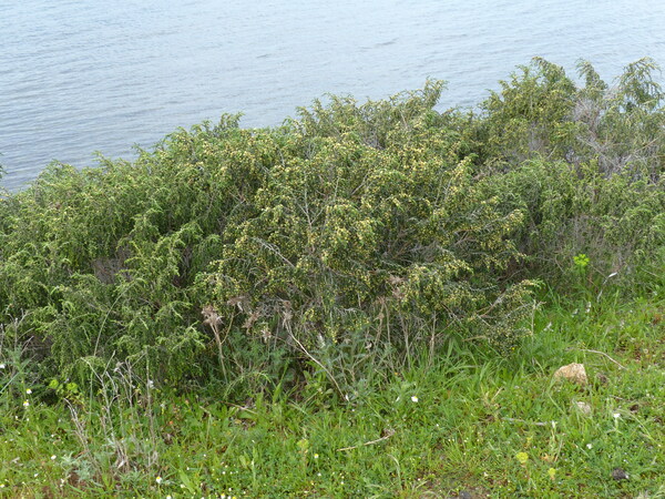 Thymelaea hirsuta (L.) Endl.