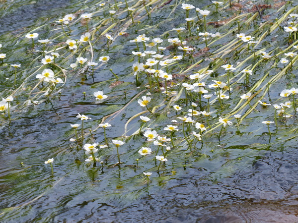 Ranunculus fluitans Lam.