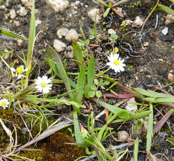 Bellis annua L. subsp. minuta (DC.) Meikle