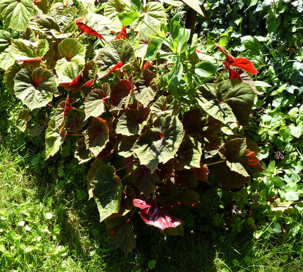 Begonia grandis Dryand. subsp. grandis