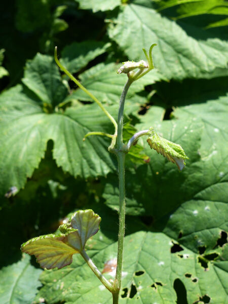 Vitis ficifolia Bunge var. lobata (Regel) Nakai