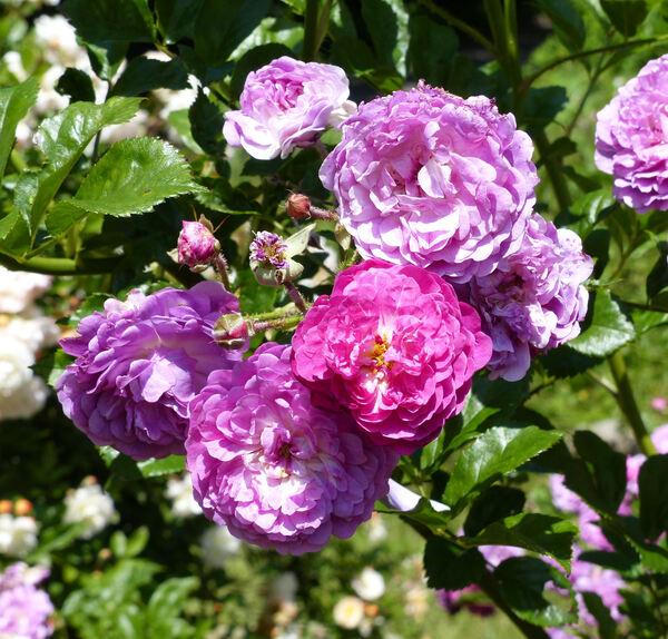Rosa 'Taunusblümchen'