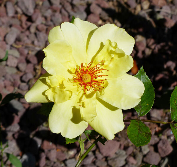 Rosa 'Golden Sunshine'