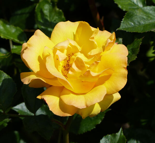 Rosa 'Goldmarie'