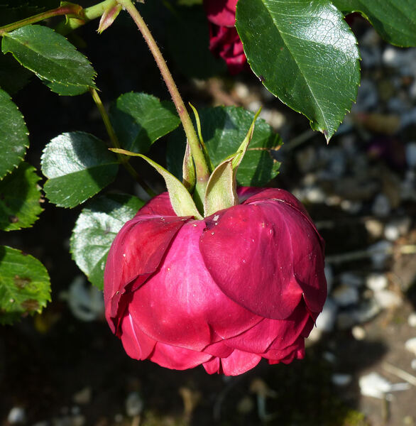 Rosa 'Imperial Palace ®'