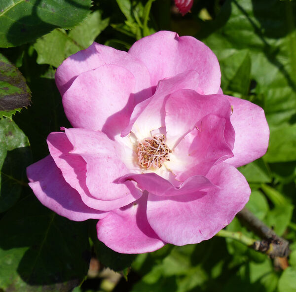 Rosa 'Abundance ®'