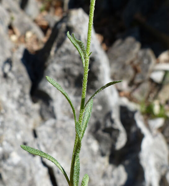 Alyssum montanum L.