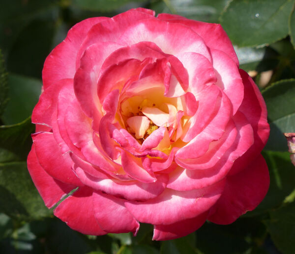 Rosa 'Schönes Eltville'