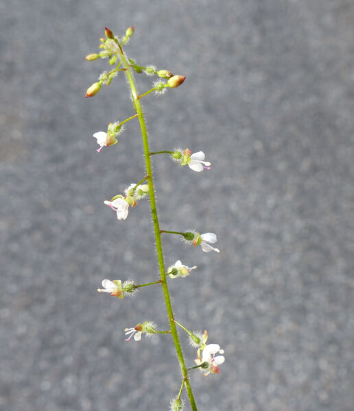 Circaea lutetiana L. subsp. lutetiana