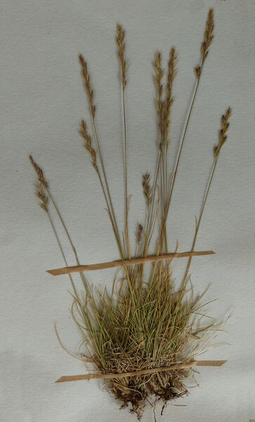 Festuca morisiana Parl. subsp. morisiana