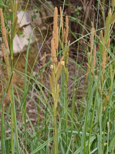 Carex hispida Willd. ex Schkuhr