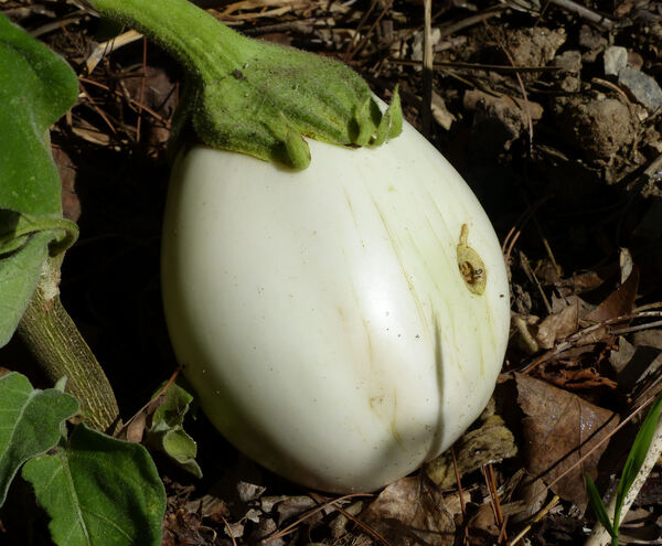 Solanum melongena L. 'Clara F1'