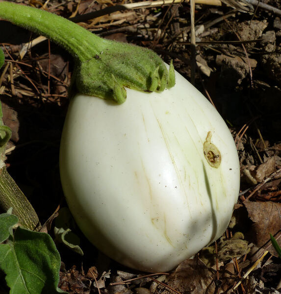 Solanum melongena L. 'Clara F1'