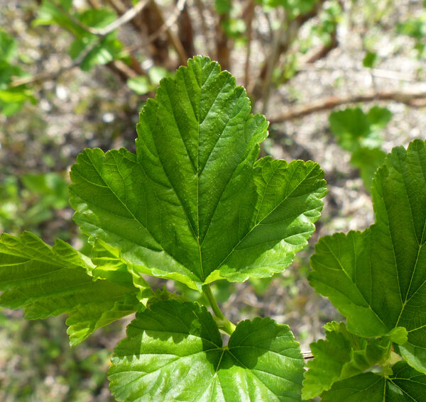 Physocarpus opulifolius (L.) Maxim.