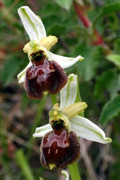 Ophrys exaltata Ten. subsp. archipelagi (Gölz & H.R.Reinhard) Del Prete