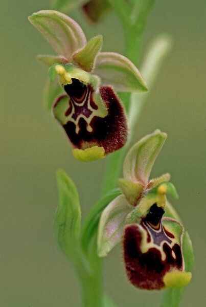 Ophrys annae Devillers-Tersch. & Devillers
